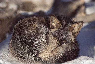 《上古卷轴5：天际》发售13年后 MOD下载量突破20亿次